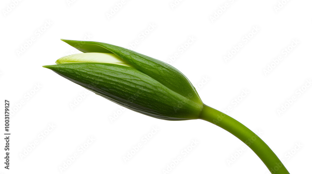 A closed flower bud about to bloom, symbolizing potential happiness and growth. Blooming potential.


