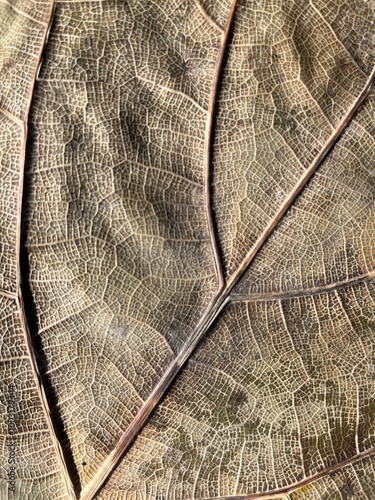 brown leaf with veins close up