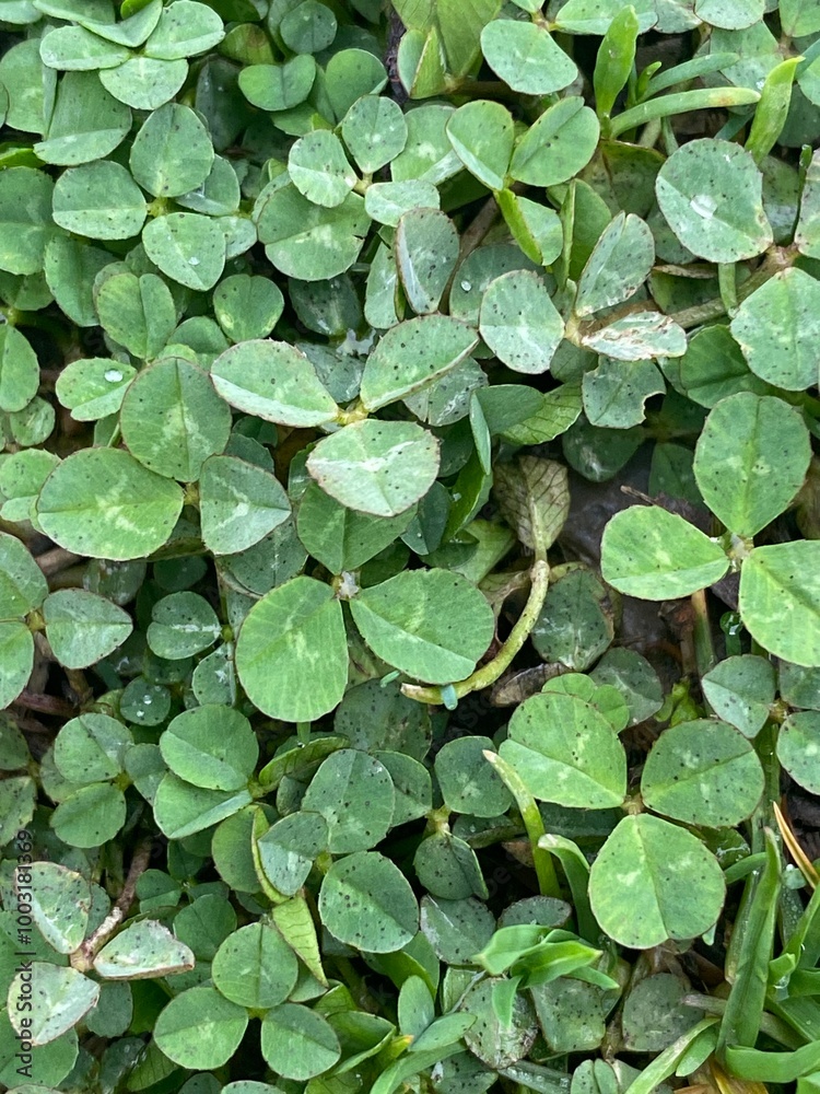 Up Close Clover Up Close Clover