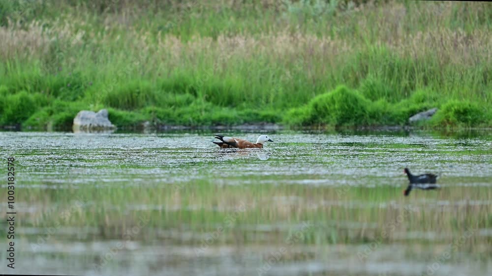 Red duck Tadorna ferruginea A bird is swimming on the lake. Slow motion. Red duck Tadorna ferruginea A bird is swimming on the lake. Slow motion.