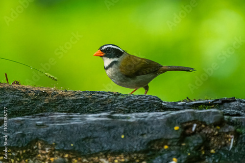 Orange-billed Sparrow - Arremon aurantiirostris bird in family Passerellidae in the green forest, moist lowland forest in Belize, Costa Rica, Guatemala, Honduras, Mexico, Nicaragua. photo