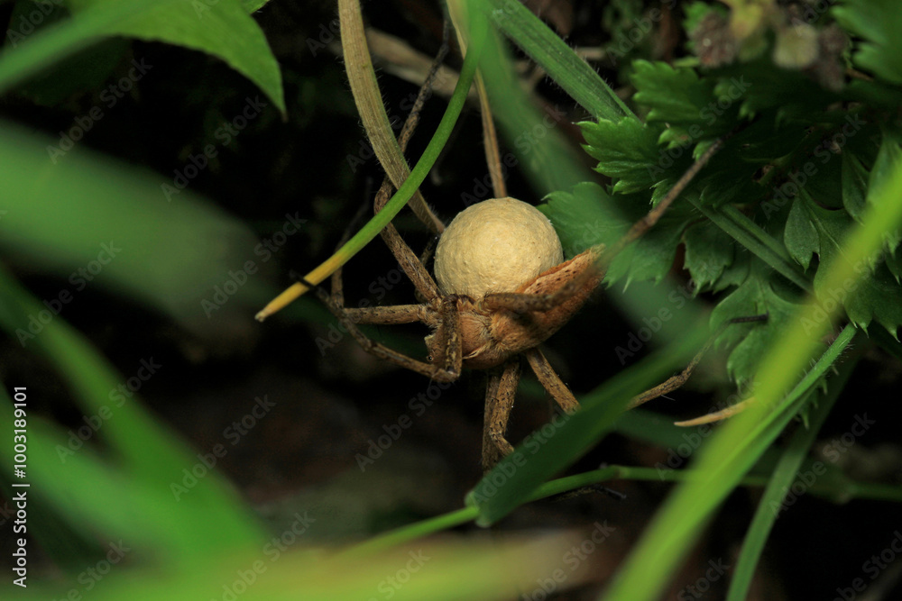 agelena labyrinthica spider macro photo agelena labyrinthica spider macro photo