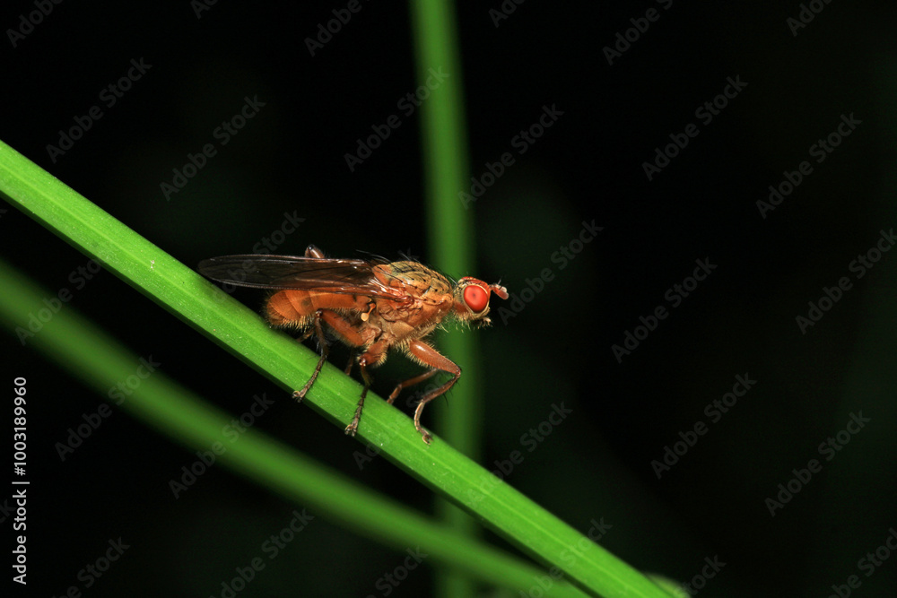 macro photo of housefly facing back macro photo of housefly facing back