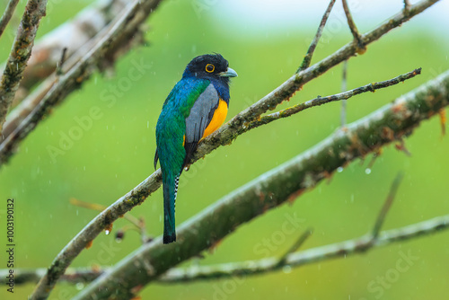 The gartered trogon (Trogon caligatus), also known as the northern violaceous trogon, is a near passerine bird in the family Trogonidae