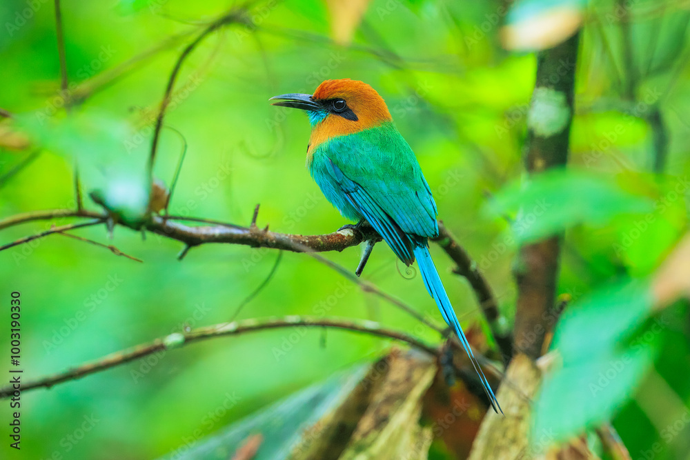 Obraz premium Broad-billed Motmot, Electron platyrhynchum, portrait of nice big bird wild nature, beautiful coloured forest background, art view, Costa Rica. Nice big bird, wild nature, tropic. Green vegetation.