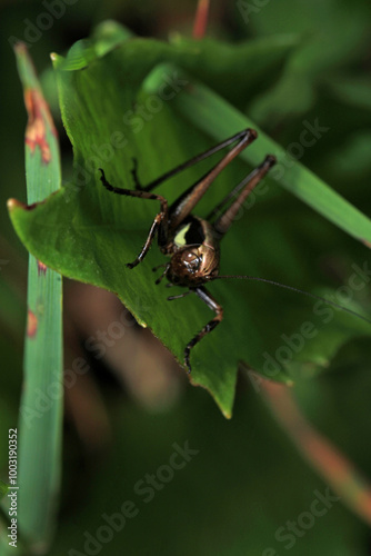 dark bush cricket grasshopper insect macro photo photo