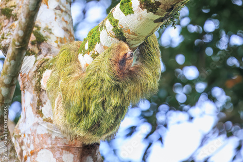 The brown-throated sloth (Bradypus variegatus) is a species of three-toed sloth found in the Neotropical realm of Central and South America photo