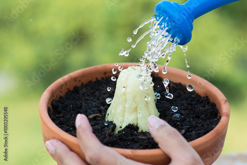 Watering chayote seedling in a pot with water droplets.