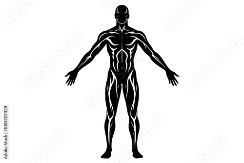 human body silhouette vector illustration