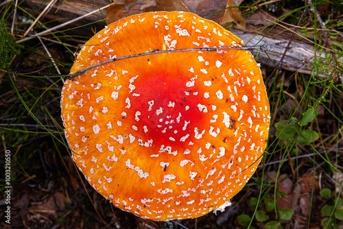 Closeup of the classic fly agaric mushroom withd red orange cap with white spots, Top view of Amanita muscaria fungus growing on a forest floor. Vibrant texture of the wild toadstool  fungi in autumn. photo