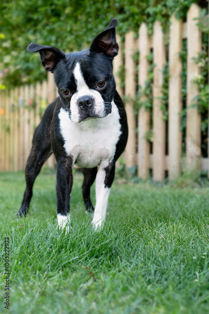 Boston Terrier puppy standing on grass with a picket fence behind her. Her ears are raised. Boston Terrier puppy standing on grass with a picket fence behind her. Her ears are raised.