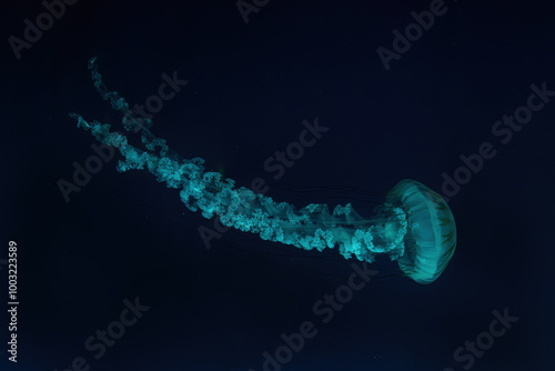 Photography Jellifish South american sea nettle, Chrysaora plocamia swimming in aquarium tank with green neon illumination