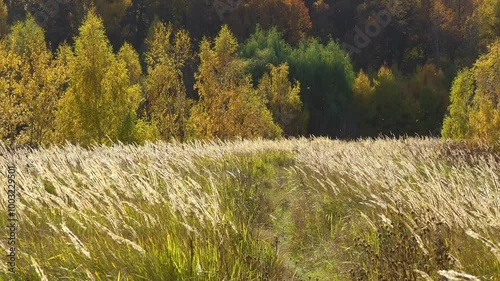 Autumn landscape with orange forest trees and grasses swaying in the wind. Fixed camera. Without people. Stipa or Neotrinia grasses. Fluff and seeds flying in the wind.