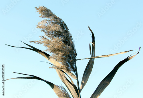 Close photo of common reed photo