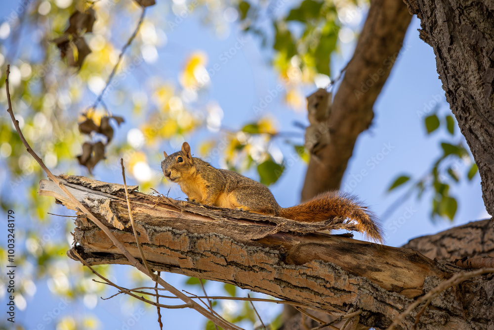 Squirrel on top of a tree looking down full body profile Squirrel on top of a tree looking down full body profile