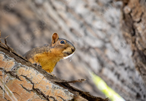 Close up baby squirrel on a tre branch with texture cork