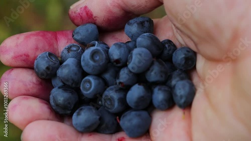 Closeup of womans hand full of handpicked berries. Picking and holding fresh wild blueberries in the forest. Finland, Hamina, Kymenlaakso. Blurred background. 4K Video photo