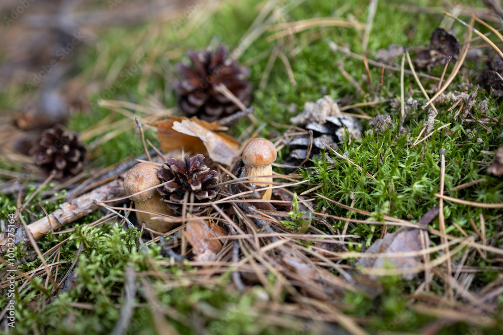 Close up of small mushroom growing in forest moss with pinecones autumn nature Close up of small mushroom growing in forest moss with pinecones autumn nature