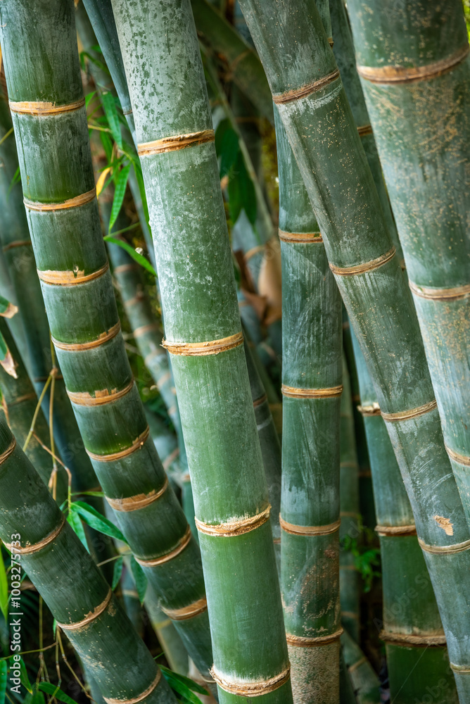 Fototapeta premium A bunch of green bamboo sticks. The bamboo is green and has a brown stripe. The bamboo is long and thin