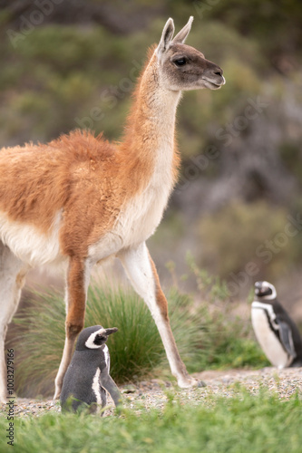 Penguins and Guanacos living in harmony on the Atlantic coast.