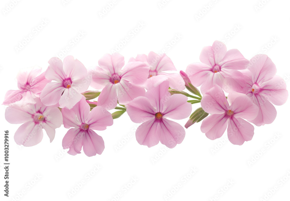 A cluster of vibrant pink flowers set against a contrasting black background, creating a striking visual effect.