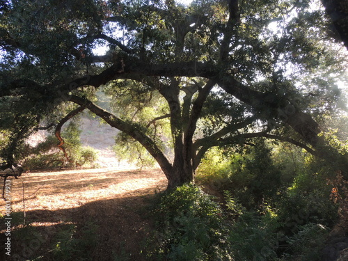 sunrise in the woods