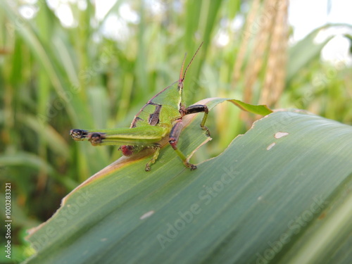  Sphenarium histrio photo