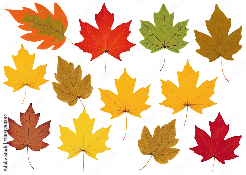 A collection of autumn leaves in various colors, including red, yellow A collection of autumn leaves in various colors, including red, yellow