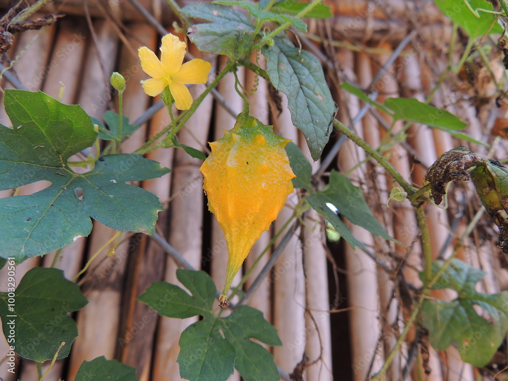 Momordica charantia ssp. charantia
Momordica charantia ssp. charantia