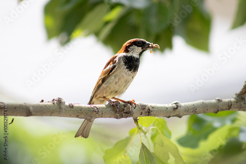 House sparrow