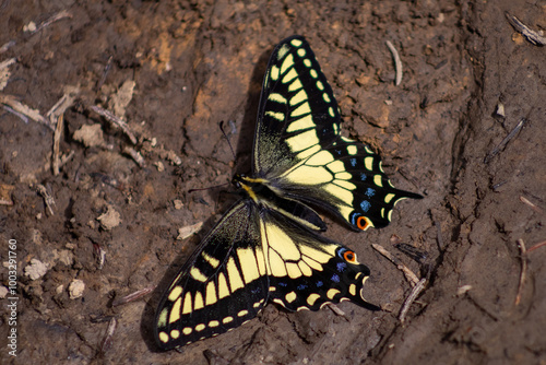 butterfly