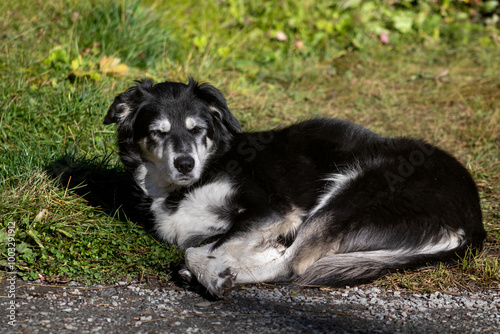 Sleepy dog
