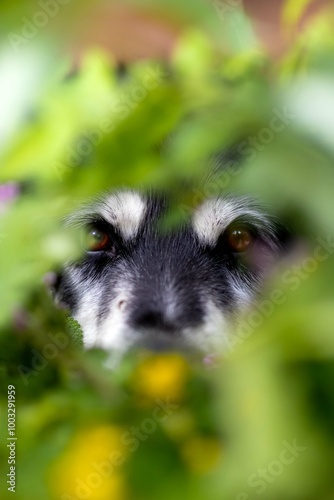 dog in the grass