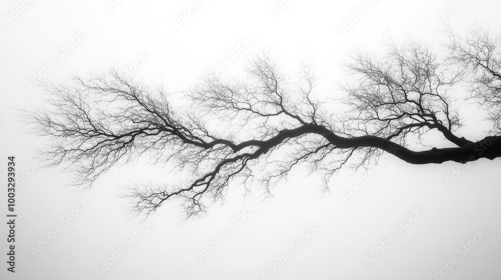 Bare tree branch against stark white sky Bare tree branch against stark white sky