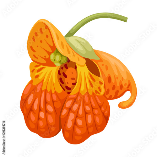Illustration of jewelweed flower, scientific name Impatiens capensis, isolated on white background.