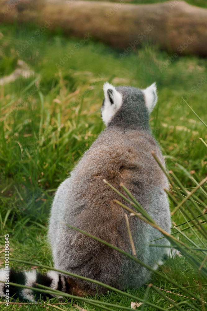 Obraz premium Tranquil Lemur Resting in Lush Green Habitat Surrounded by Nature's Beauty