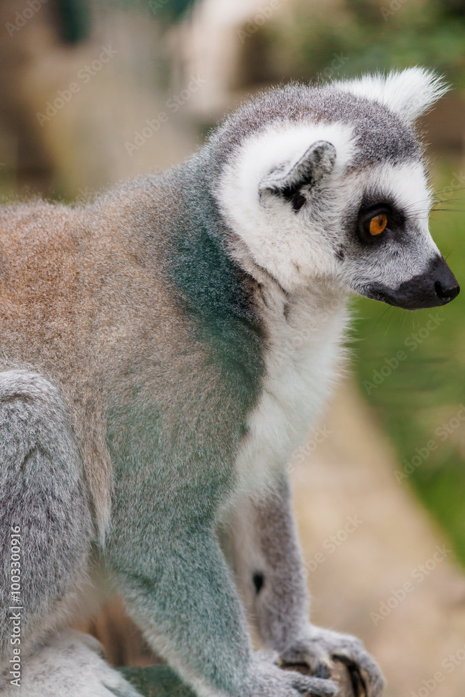 Obraz premium Majestic Lemur in Natural Habitat Showcasing Unique Fur Patterns and Expressions