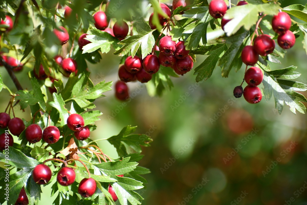 Hawthorn Berries closeup. Hawthorn Berries closeup.