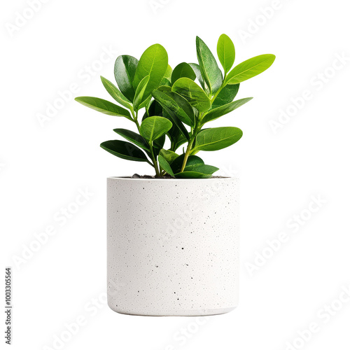 Green Plant in White Pot
