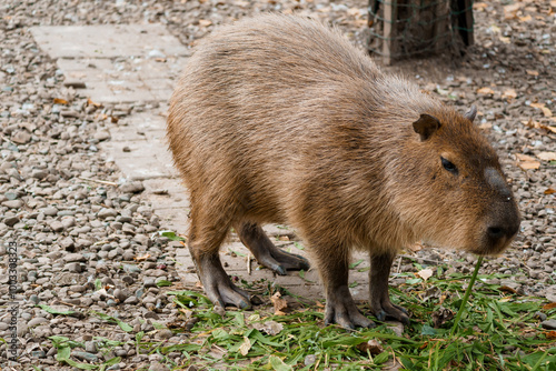 Capybara Grazing on Fresh Green Grass in a Park Setting