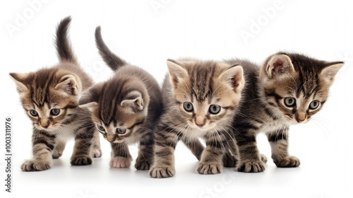 Cute, fluffy kittens isolated on white background. Adorable, small, playful, domestic cats with soft fur, charming eyes and cute paws. Baby animals with lovely, innocent faces.