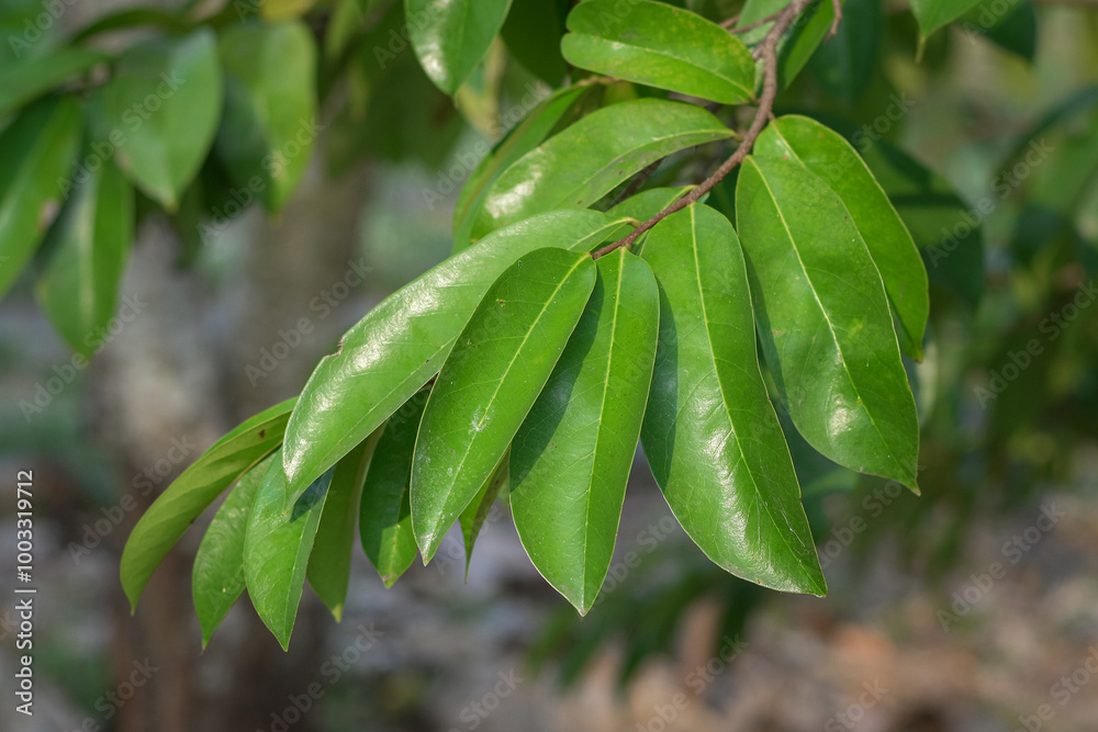 Fototapeta premium Soursop leaves are a natural ingredient in traditional alternative medicine