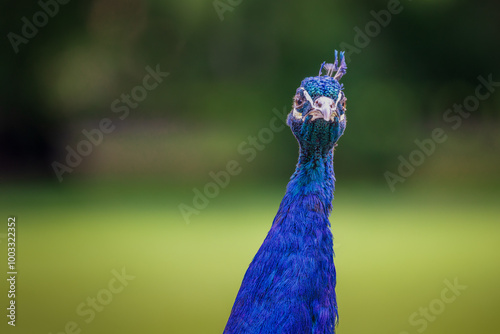 Peacock Staring Contest