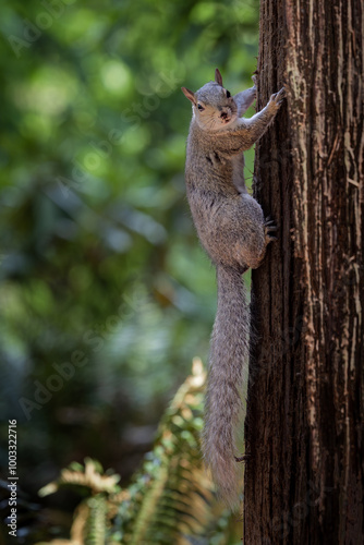 Cute gray Squirrel making eye contact