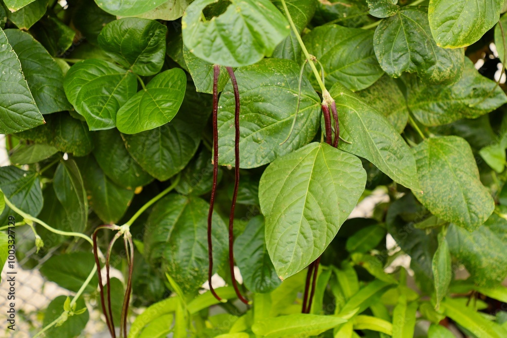 Asian long bean tree and fruit
Asian long bean tree and fruit