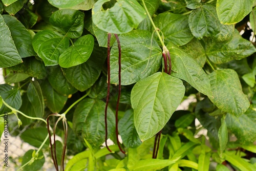 Wallpaper Mural Asian long bean tree and fruit 
 Torontodigital.ca