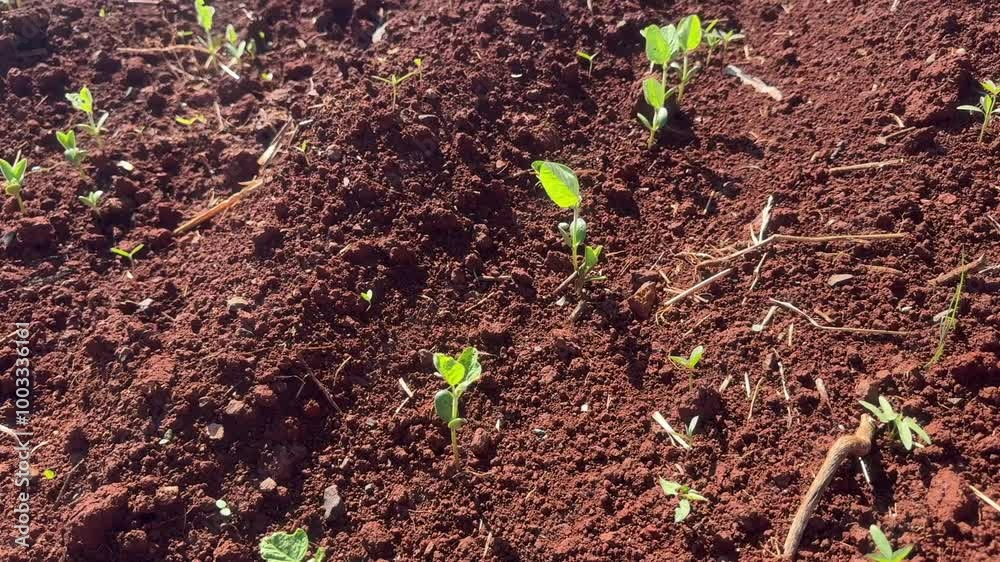 plantas em crescimento em lavoura plantas em crescimento em lavoura
