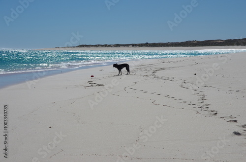 A short haired collie by the blue waters of Western Australia
