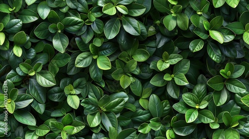 Dense wall of tiny green leaves, overlapping to create a seamless, textured surface, ideal for nature-inspired backgrounds.