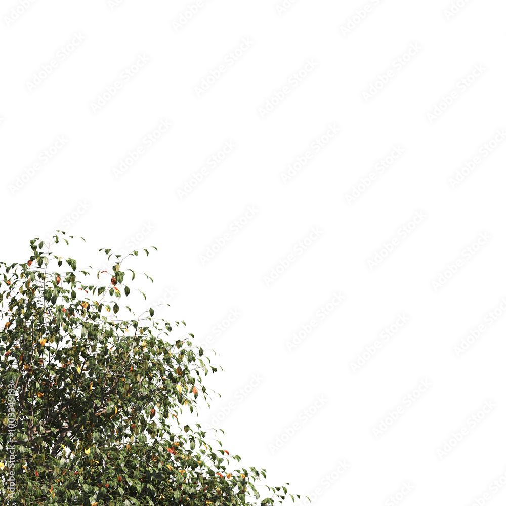 Green tree branch isolated on  transparent background. green leaf tree branch png. Corner tree isolated on white background. Green leaves for corners. Tree leaves png.